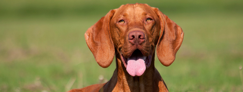 10 André Kostolany quotes that explain the stock market 