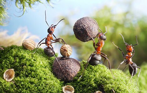 ETF small cap a confronto