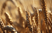 Wheat ETCs in comparison
