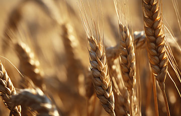 Los mejores índices para wheat ETFs/ETCs