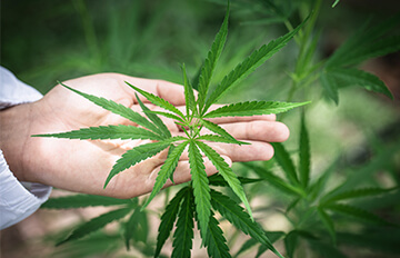 Los mejores índices para ETF de cannabis