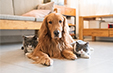 Haustierpflege-ETFs: Welcher ist der beste?