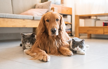 The best indices for pet care ETFs